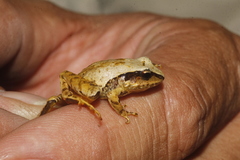 Craugastor mexicanus