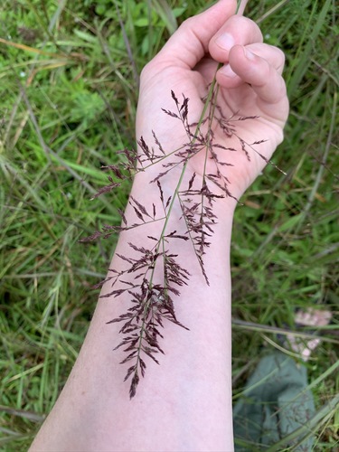 redtop panicgrass (Coleataenia rigidula)