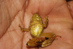 Craugastor mexicanus