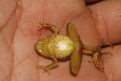 Craugastor mexicanus