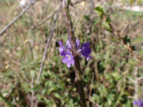 Stachytarpheta jamaicensis iNat (3)