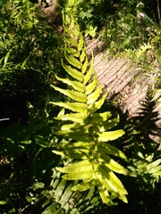 Blechnum chilense