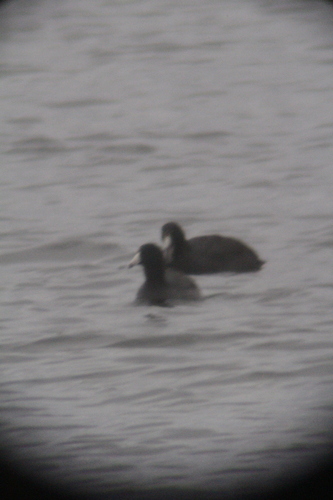 American Coot photographed in Maine
