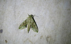 Xylophanes undata