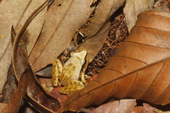 Craugastor mexicanus