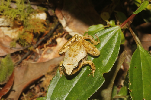 Mexican Robber Frog, Craugastor mexicanus