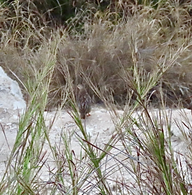 Grey-striped Spurfowl (Pternistis griseostriatus), photo 7
