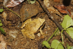 Craugastor mexicanus