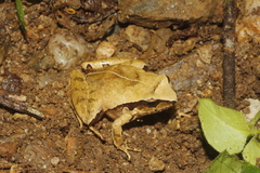 Craugastor mexicanus