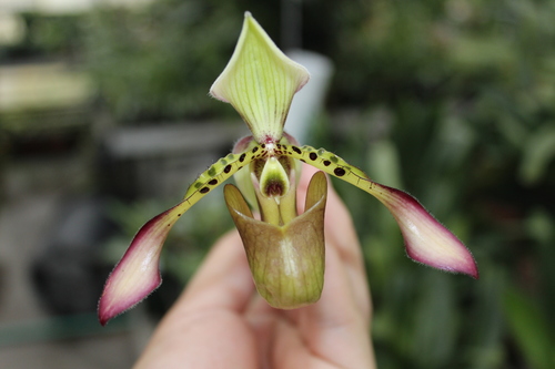 Richardianum Slipper Orchid