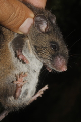 Peromyscus melanocarpus
