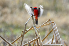 Pyrocephalus rubinus