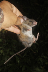 Peromyscus melanocarpus