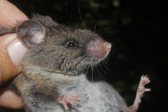 Peromyscus melanocarpus
