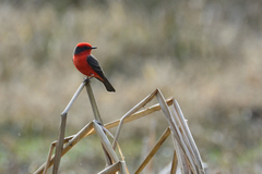 Pyrocephalus rubinus