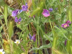 Echium plantagineum