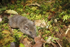Peromyscus melanocarpus
