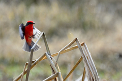 Pyrocephalus rubinus