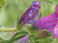Echium plantagineum