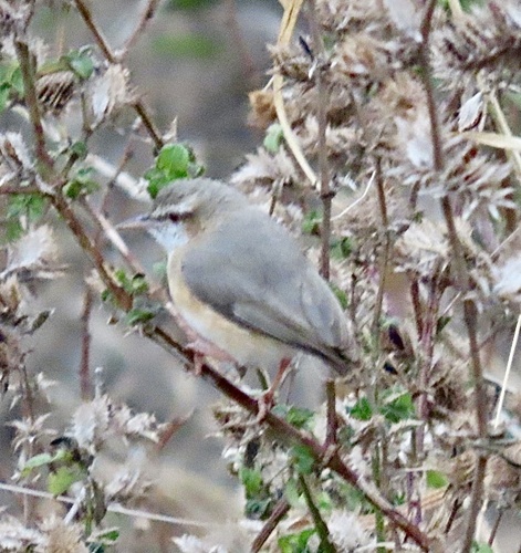 Long-billed Crombec