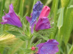 Echium plantagineum