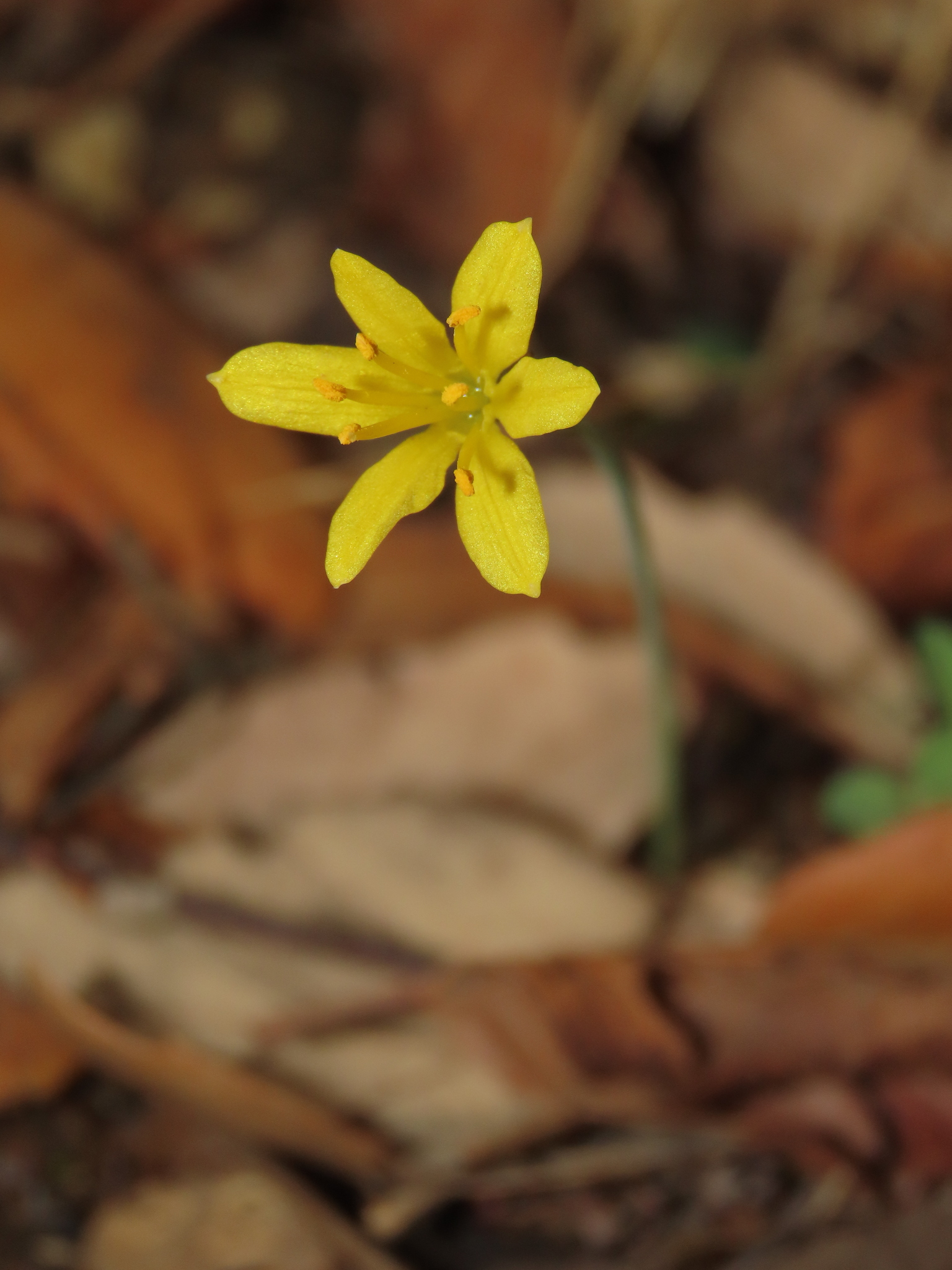Narciso de otoño