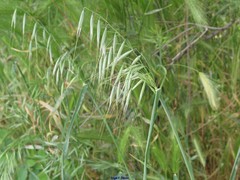 Avena sterilis