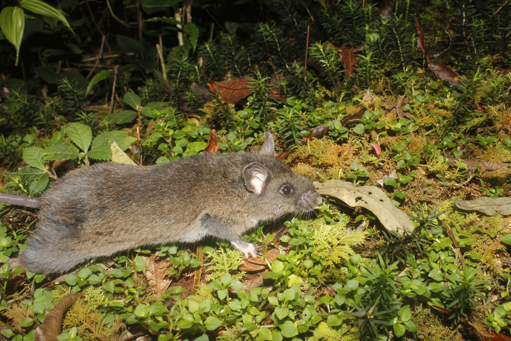 Black-Wristed Deermouse