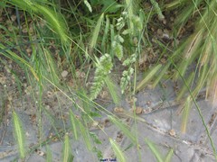 Dactylis glomerata hispanica