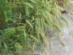 Dactylis glomerata hispanica