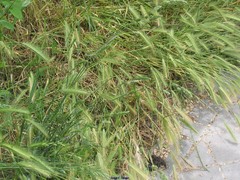 Hordeum murinum leporinum