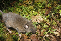 Peromyscus melanocarpus