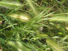 Hordeum murinum leporinum