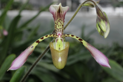 Haynald's Paphiopedilum (Paphiopedilum haynaldianum)