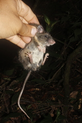 Megadontomys cryophilus