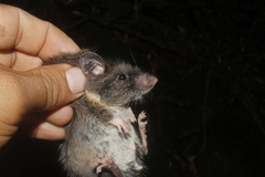 Megadontomys cryophilus