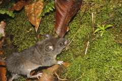 Megadontomys cryophilus