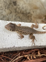 Leiocephalus carinatus