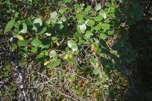 Downy Birch