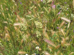 Hordeum murinum leporinum