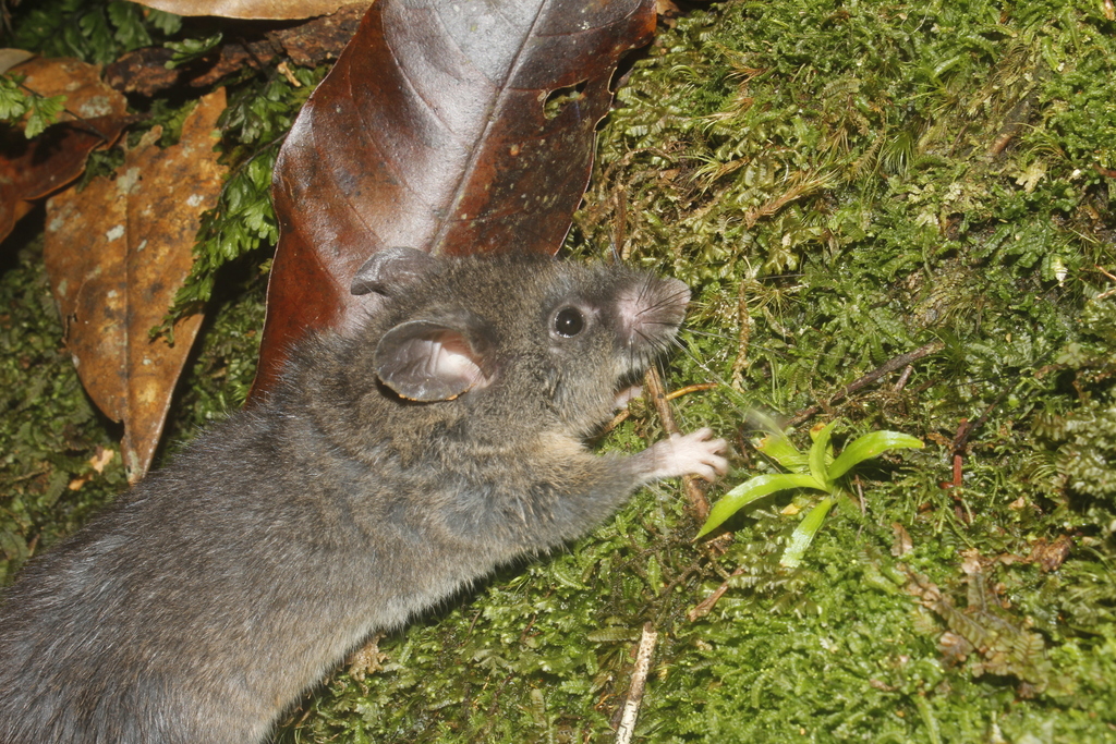 Giant Deer Mice