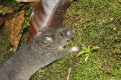 Megadontomys cryophilus