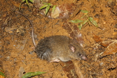 Megadontomys cryophilus