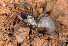 Aptostichus icenoglei