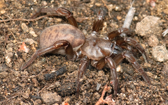 Aptostichus icenoglei