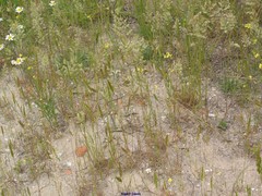 Poa bulbosa