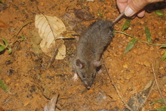 Megadontomys cryophilus