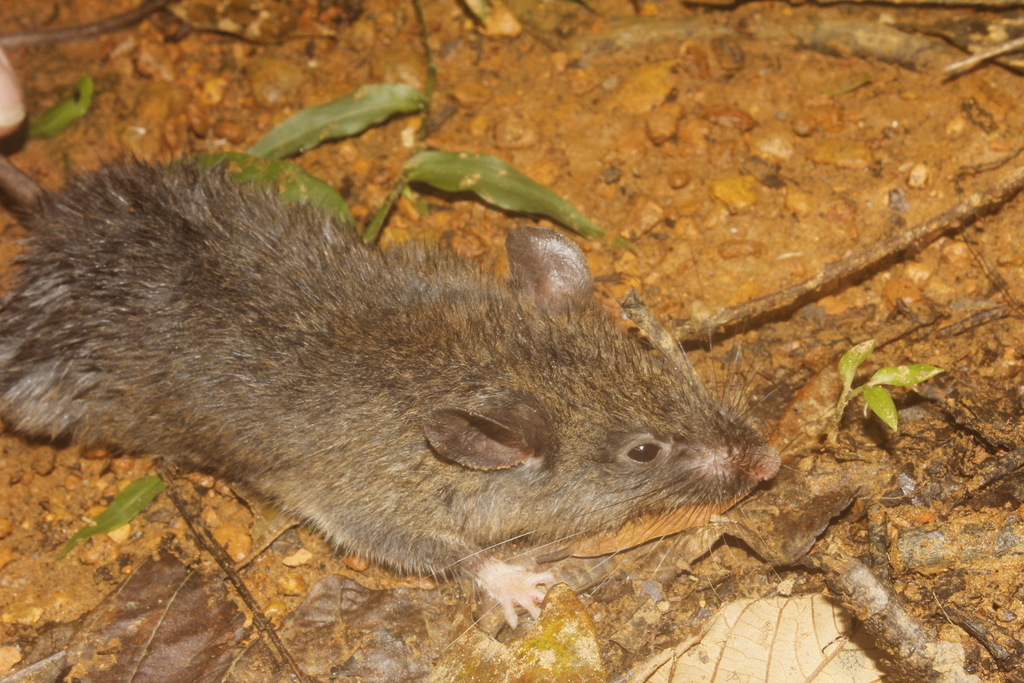 Oaxaca Giant Deer Mouse