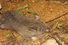 Megadontomys cryophilus