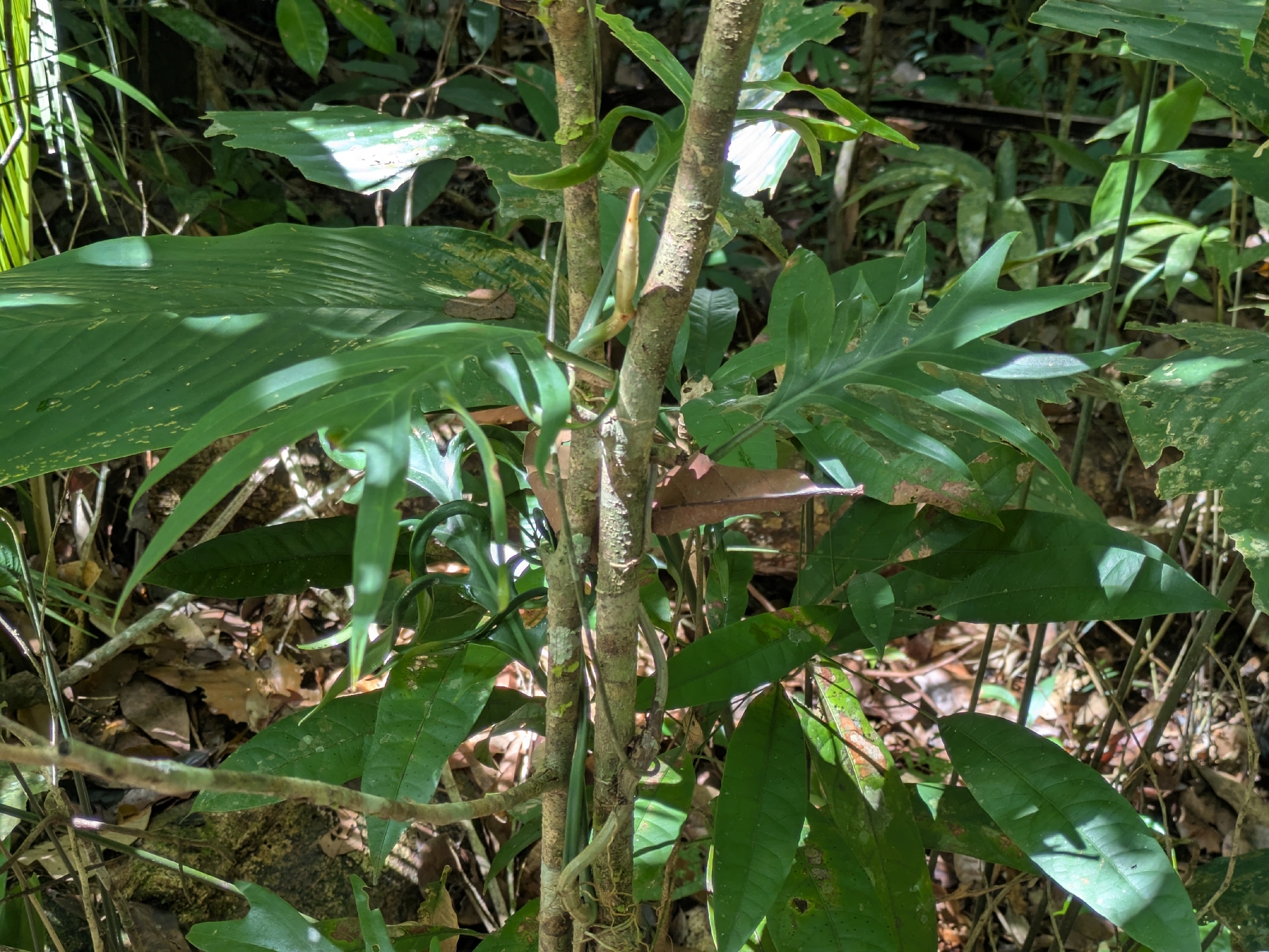 Philodendron tortum